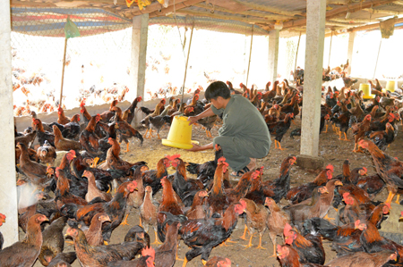 Mô hình nuôi gà thịt của anh Đào Minh Tuấn, thôn Thắng Lợi, xã Y Can cho hiệu quả kinh tế cao.
